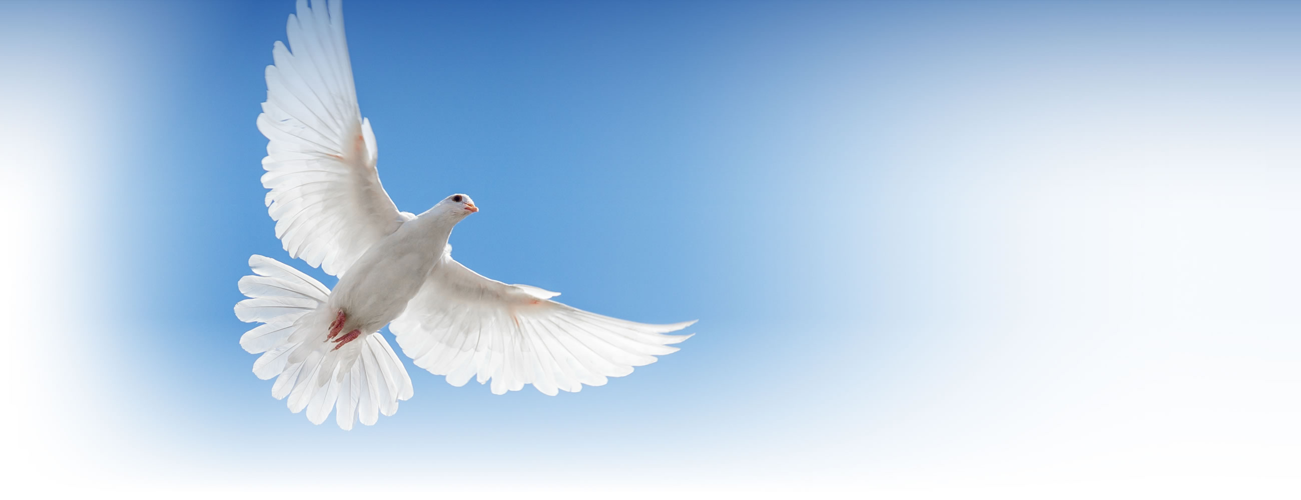 A dove for peace