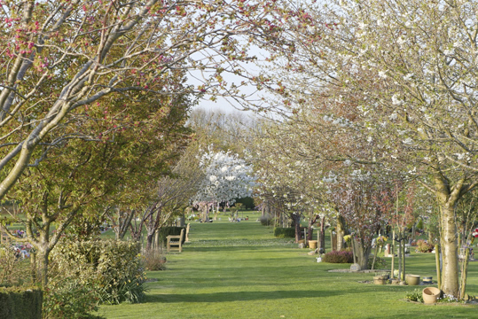 Cherry Avenue